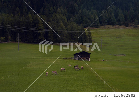 Pastoral Harmony: Cows Grazing in a Lush Meadow with a Traditional Barn 110662882