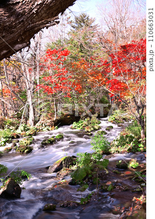 北海道滝見橋の紅葉 110663031