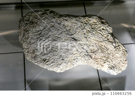 有孔虫の仲間で石炭紀空ペルム紀の世界一長いフズリナの松葉石 有孔虫の仲間で石炭紀空ペルム紀の世界一長いフズリナの松葉石 110663256