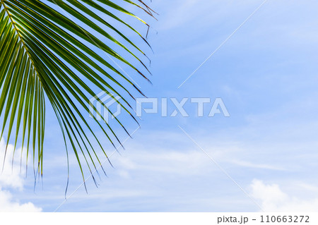 Coconut palm tree leaf is under blue cloudy sky, natural tropic background photo Coconut palm tree leaf is under blue cloudy sky, natural tropic background photo 110663272