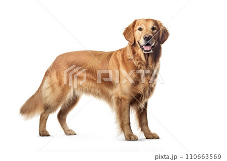 Image of a golden retriever on white background. Mammals. Pet. Animals. Image of a golden retriever on white background. Mammals. Pet. Animals. 110663569