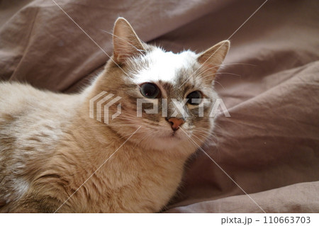 Front view of a cute beautiful Siamese breed cat on a classic brown blanket Front view of a cute beautiful Siamese breed cat on a classic brown blanket 110663703