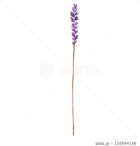 Watercolor lavender sprig, hand drawn, isolated on white background. Purple flowers, botanical illustration, wildflowers, Provence, twigs 110664186