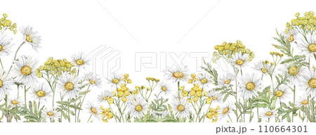 Seamless border Watercolor Daisy and tansy. Hand drawn illustration of Chamomile. bouquet of white blossom flowers on isolated background. Drawing botanical clipart invitation cards. Paint wildflower 110664301