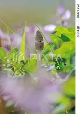 ツクシ ツクシ 110664358