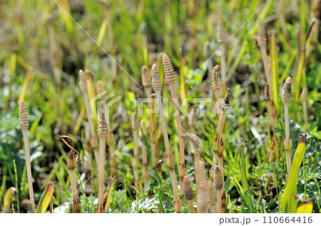 ツクシ ツクシ 110664416