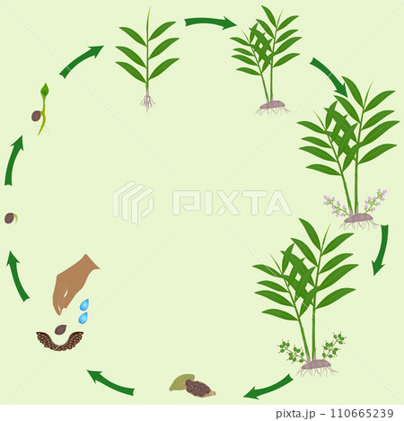 Life cycle of true cardamom elettaria cardamomum plant on a on green. Life cycle of true cardamom elettaria cardamomum plant on a on green. 110665239
