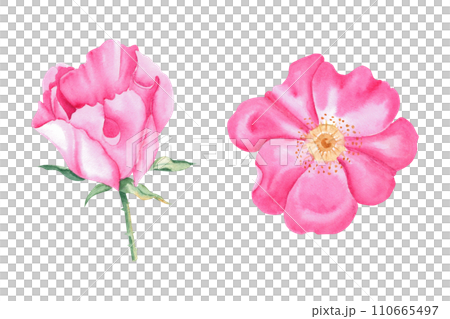 Set of two pink dog rose flowers isolated on white background. Watercolor hand drawn illustration. 110665497