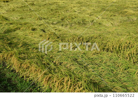 風水害の被害にあった稲穂 110665522