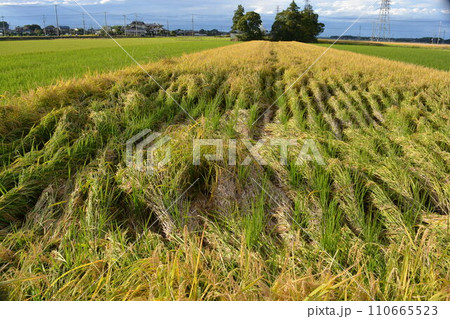 風水害の被害にあった稲穂 110665523
