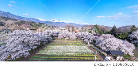 「山梨県」ドローンで実相寺の桜とラッパ水仙を撮影 110665610