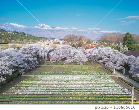 「山梨県」ドローンで実相寺の桜とラッパ水仙を撮影 110665616