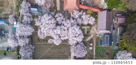 「山梨県」ドローンで実相寺の桜と水仙畑を俯瞰で撮影 「山梨県」ドローンで実相寺の桜と水仙畑を俯瞰で撮影 110665653