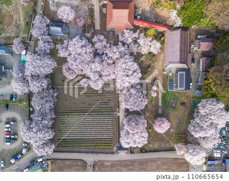 「山梨県」実相寺の桜と約8万本のラッパ水仙 「山梨県」実相寺の桜と約8万本のラッパ水仙 110665654