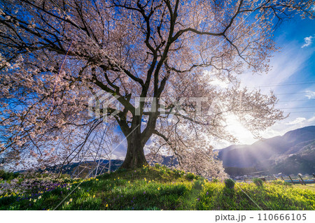 「山梨県」わに塚の一本桜 「山梨県」わに塚の一本桜 110666105