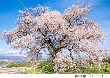 「山梨県」わに塚の一本桜 110666109