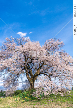 「山梨県」わに塚の一本桜 「山梨県」わに塚の一本桜 110666112