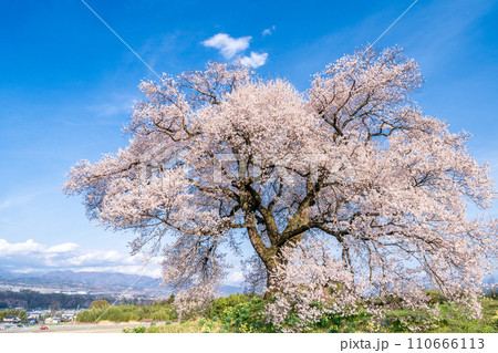 「山梨県」わに塚の一本桜 「山梨県」わに塚の一本桜 110666113