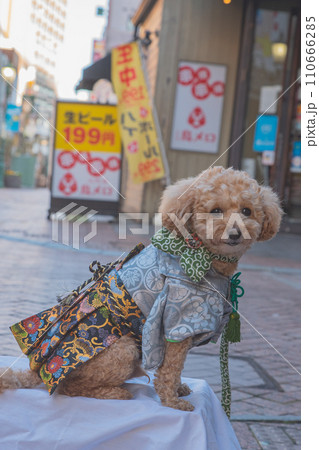 犬と袴 犬と袴 110666285