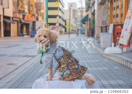 犬と袴 犬と袴 110666302