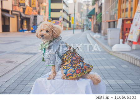 犬と袴 犬と袴 110666303