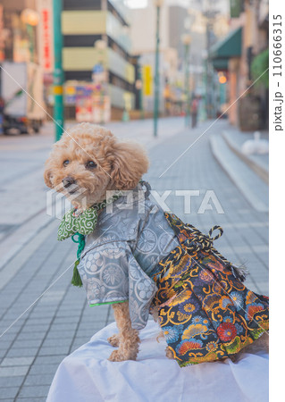 犬と袴 犬と袴 110666315