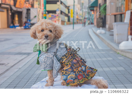 犬と袴 犬と袴 110666322