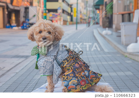 犬と袴 110666323