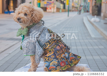犬と袴 犬と袴 110666332