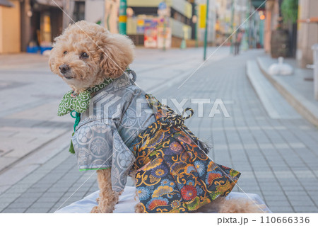 犬と袴 犬と袴 110666336