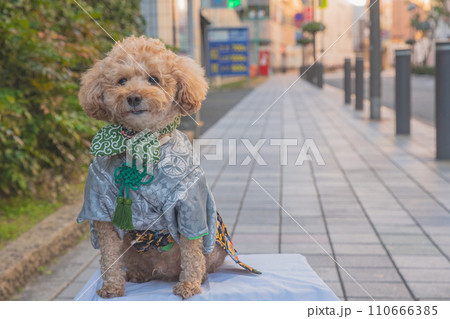 犬と袴 110666385