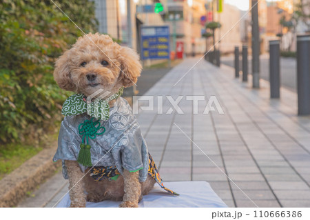 犬と袴 犬と袴 110666386