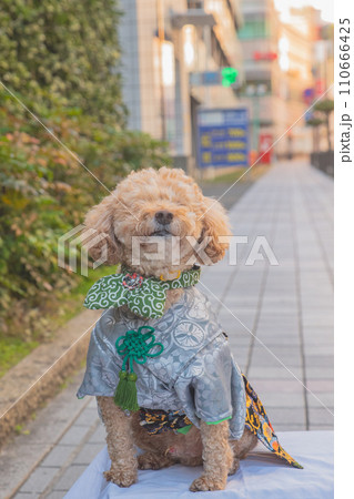 犬と袴 犬と袴 110666425