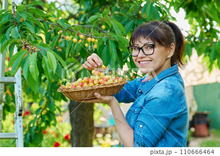 Smiling woman with basket of fresh yellow cherries near cherry tree in summer garden Smiling woman with basket of fresh yellow cherries near cherry tree in summer garden 110666464