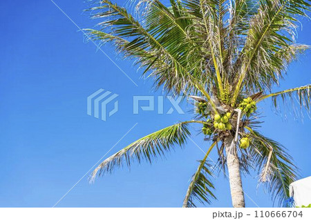 ブセナ海中公園のヤシの木　連なるココナッツの実　沖縄県名護市 110666704