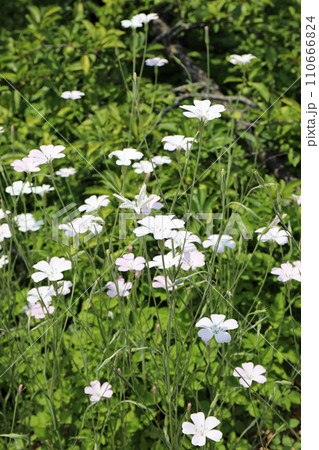 春の植物公園の花々たち 春の植物公園の花々たち 110666824