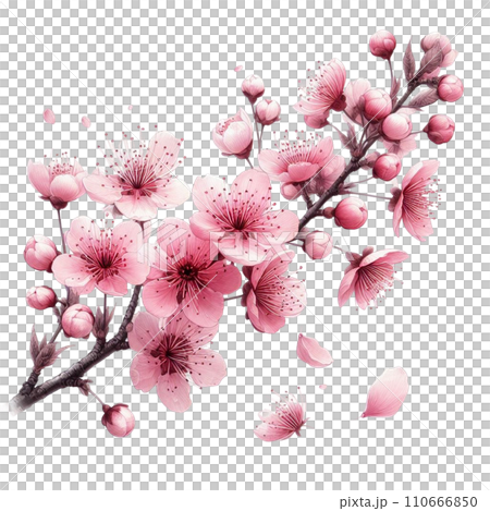 梅　桜　花見 110666850