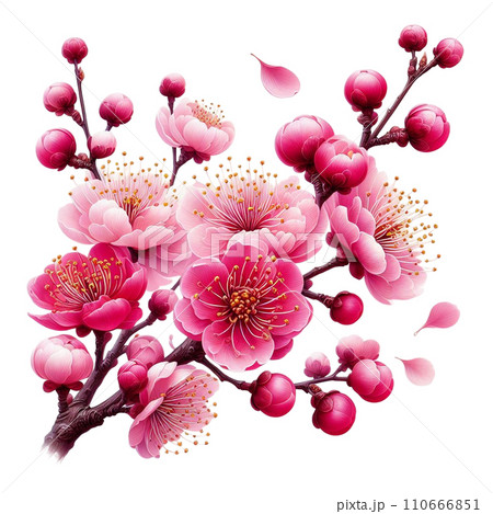 梅 桜 花見 梅 桜 花見 110666851