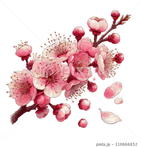 梅　桜　花見 110666852