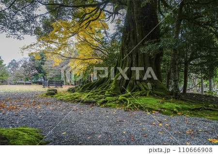 若狭神宮寺（わかさじんぐうじ）椎の木 110666908