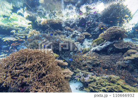 海水 水槽 珊瑚等 閉め切り