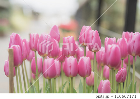 ピンクのアイスチューリップ  110667171