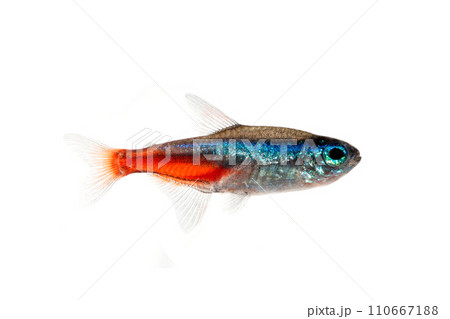 ネオンテトラ　白バック 110667188