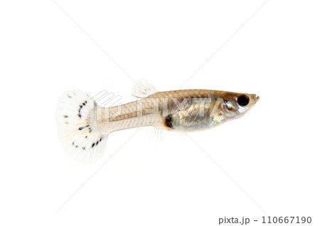 グッピー　メス　白バック 110667190