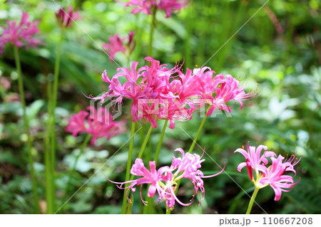 ピンクのヒガンバナの花 ピンクのヒガンバナの花 110667208