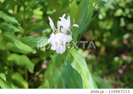 ヘディキウムの花 110667213