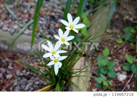 タマスダレの花 110667218