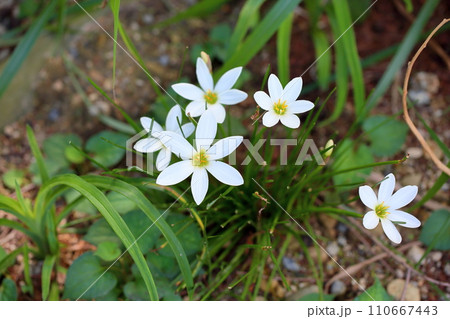 タマスダレの花 110667443