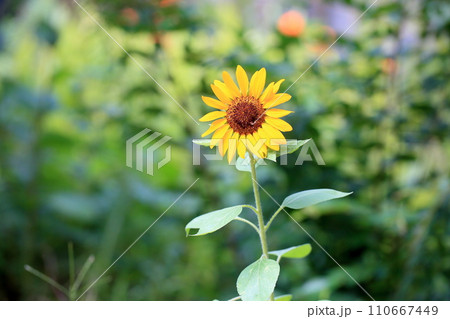 ヒマワリの花 110667449