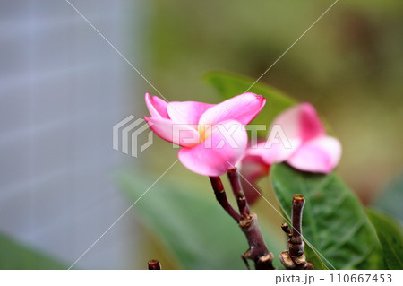 プルメリアの花 110667453